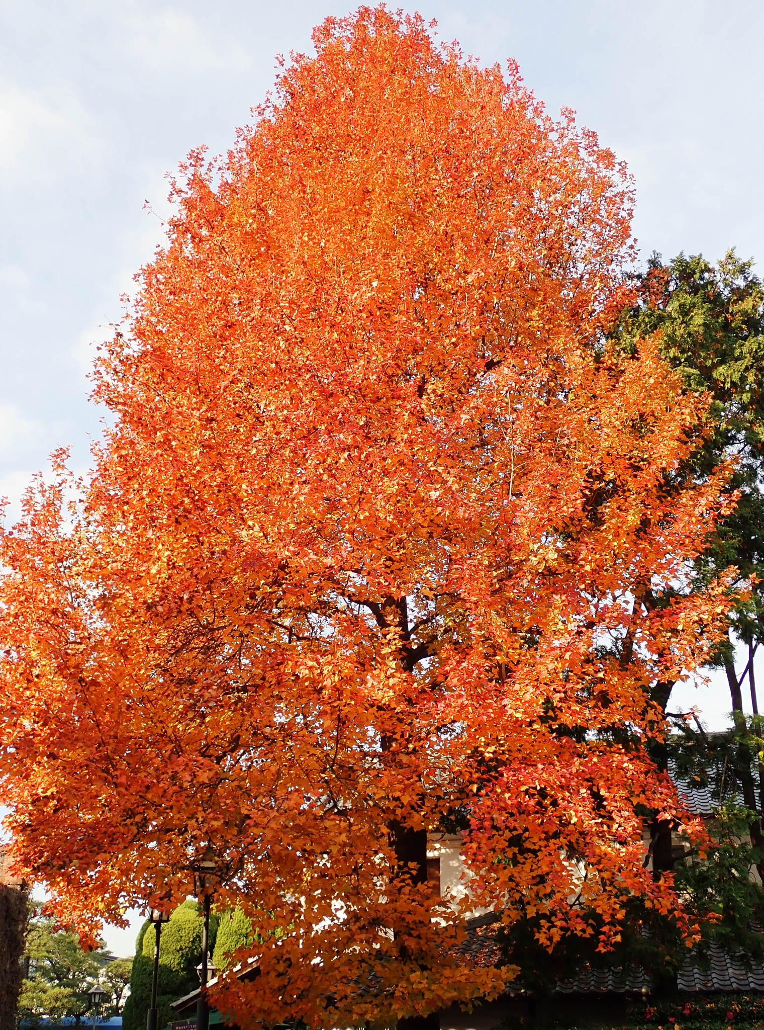 233．《モミジバフウ（紅葉葉楓） 別名 アメリカフウ》 | ニッセイ